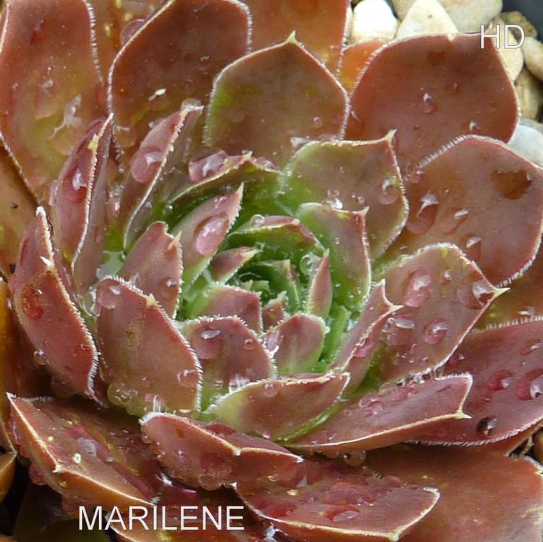 Marilene / Jovi