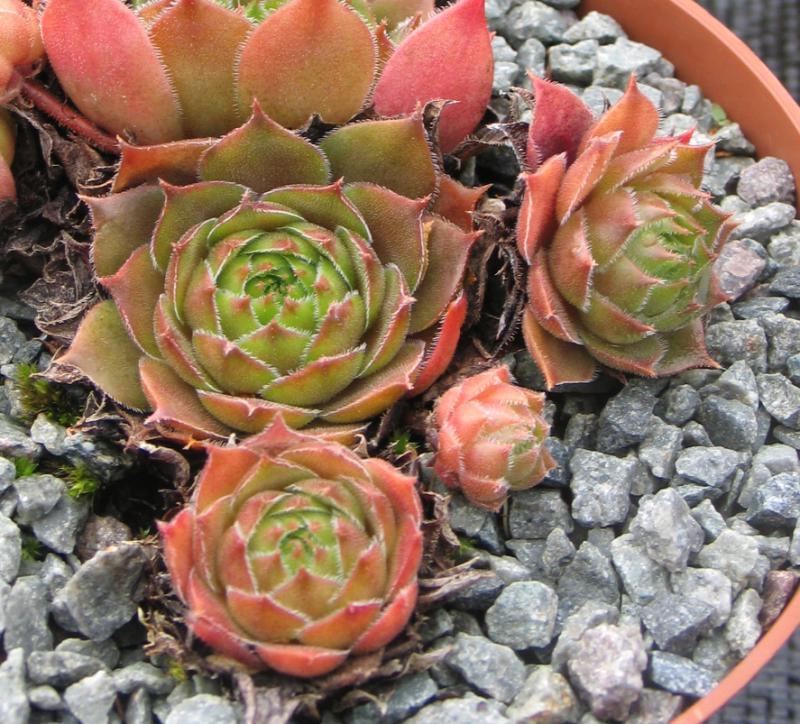 Cupreum