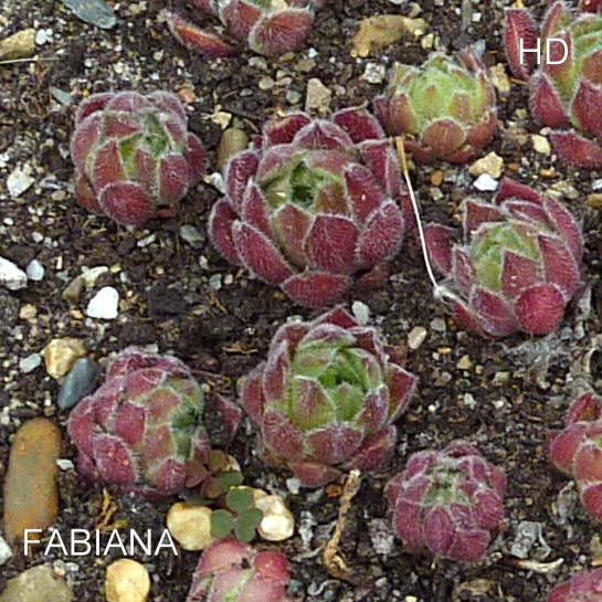 Fabiana