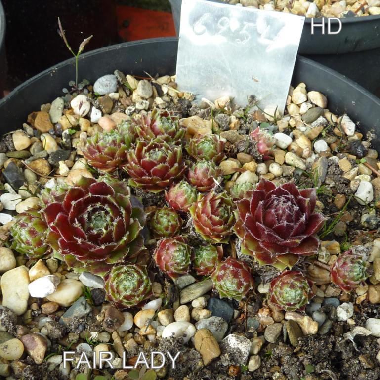 Fair Lady