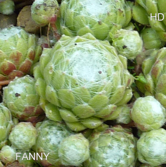 Fanny