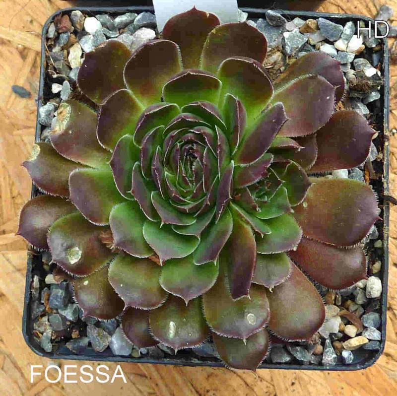 Foessa / Jovi