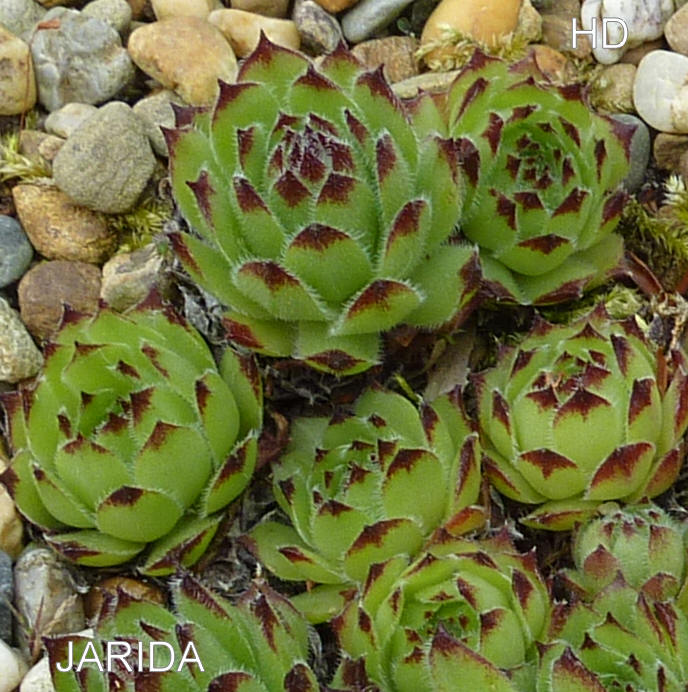 Jarida
