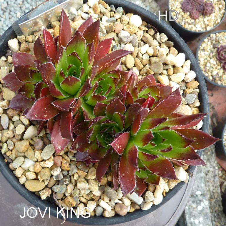 Jovi King / Jovi