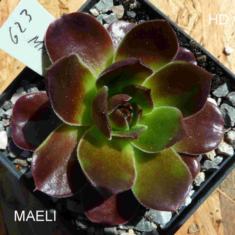 Maeli / Jovi