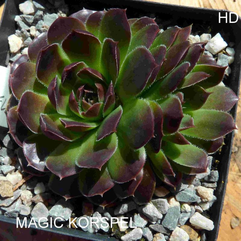 Magic Korspel / Jovi