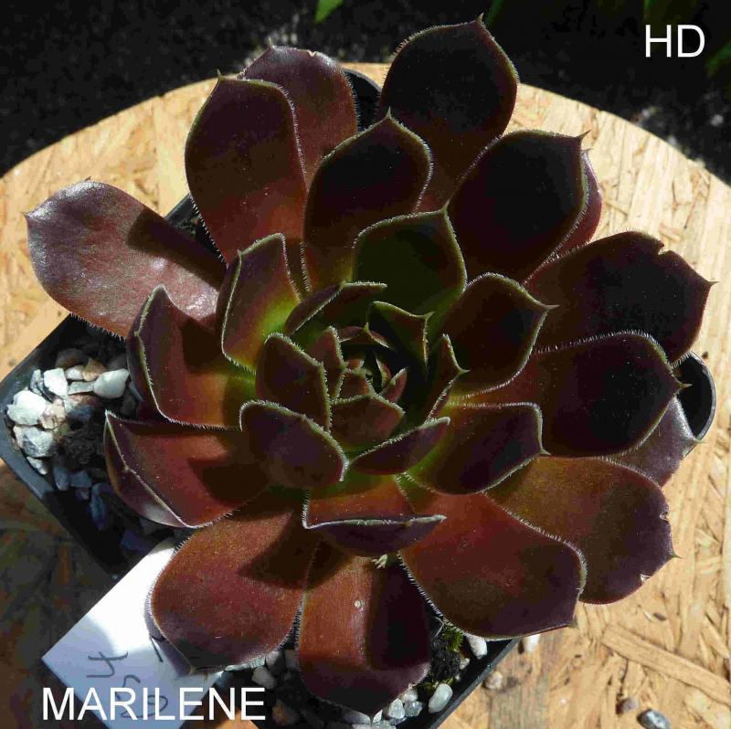 Marilene / Jovi