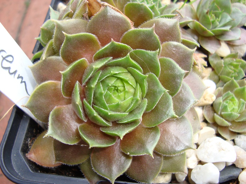 Cupreum