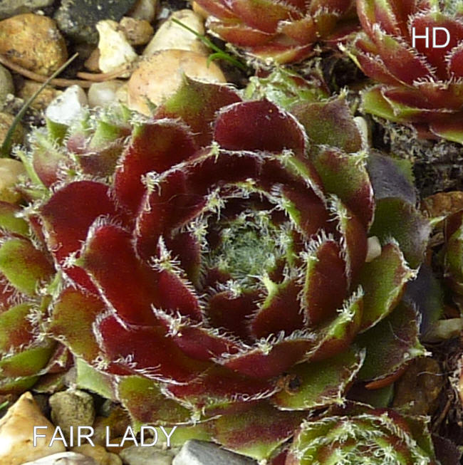 Fair Lady