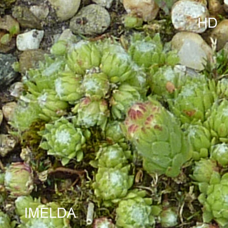 Imelda