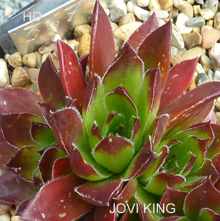 Jovi King / Jovi