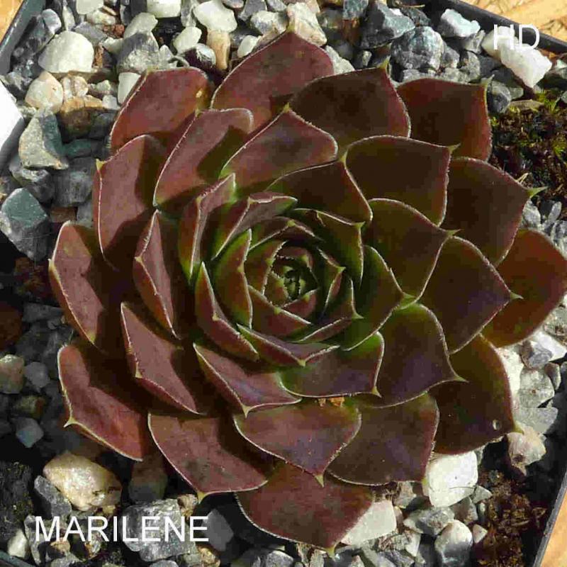 Marilene / Jovi