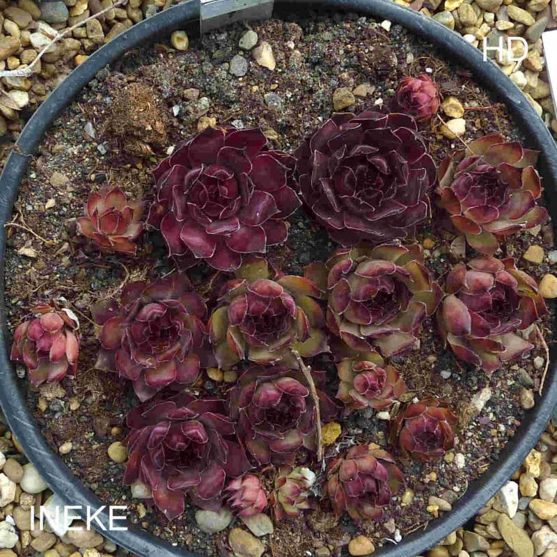 Ineke ( II )
