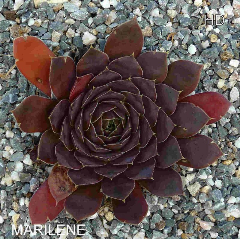 Marilene / Jovi