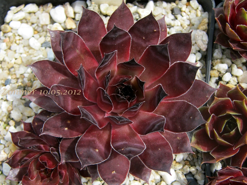 Ineke ( II )