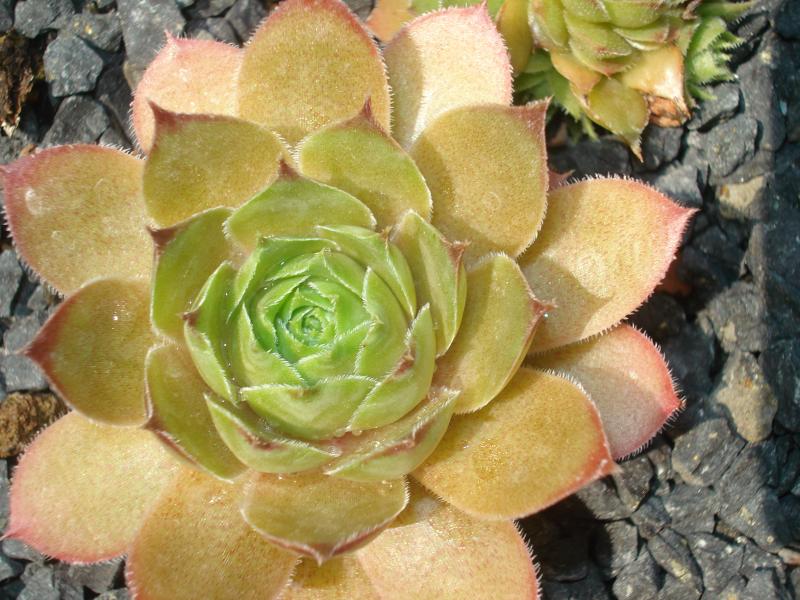 Cupreum