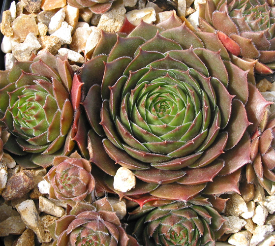 Cupreum