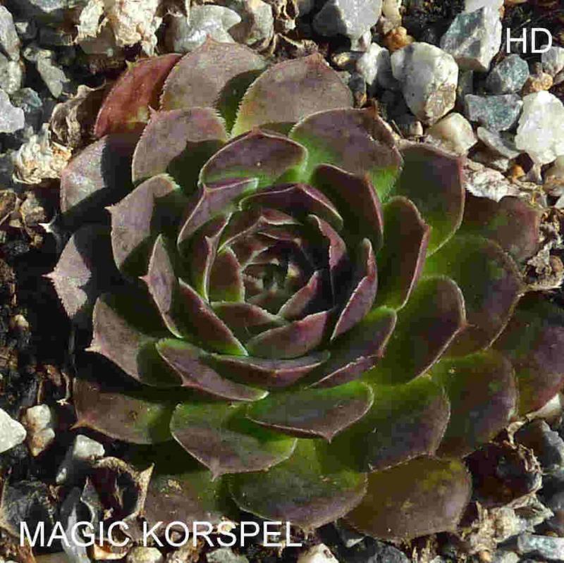 Magic Korspel / Jovi