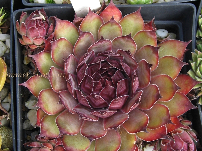 Ineke ( II )