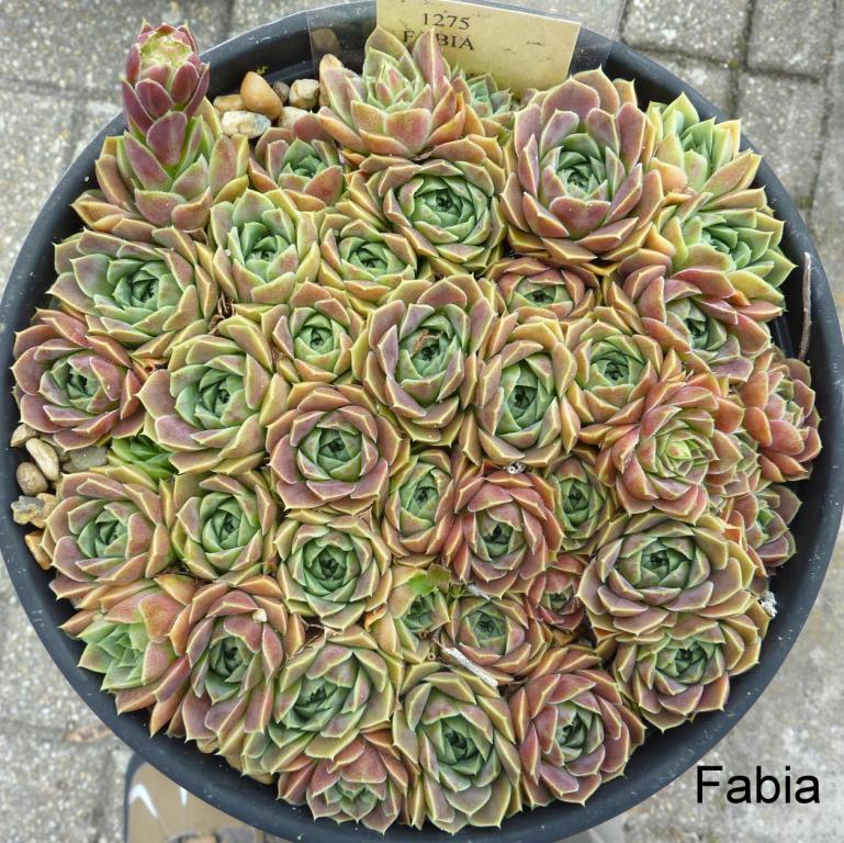 Fabia / Jovi