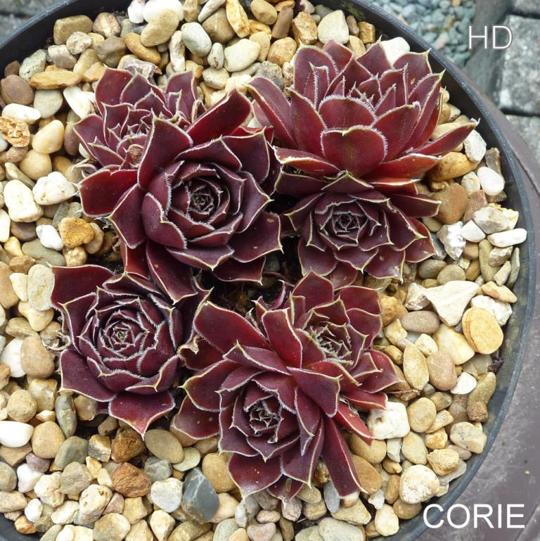 Corie / Jovi