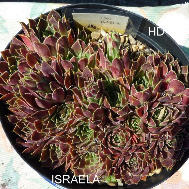 Israela / Jovi