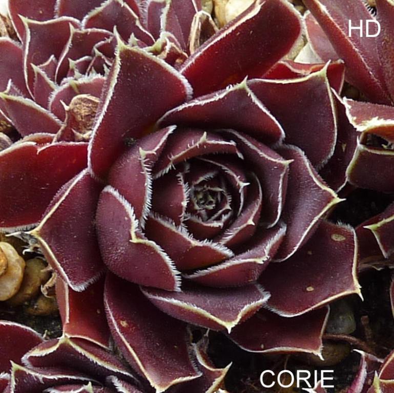 Corie / Jovi