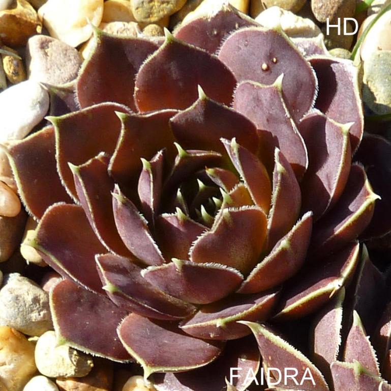Faidra / Jovi