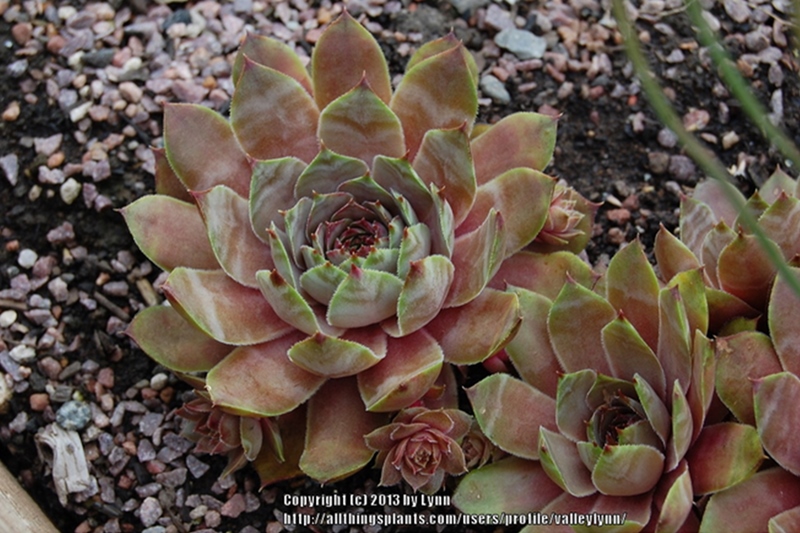 Fat Jack