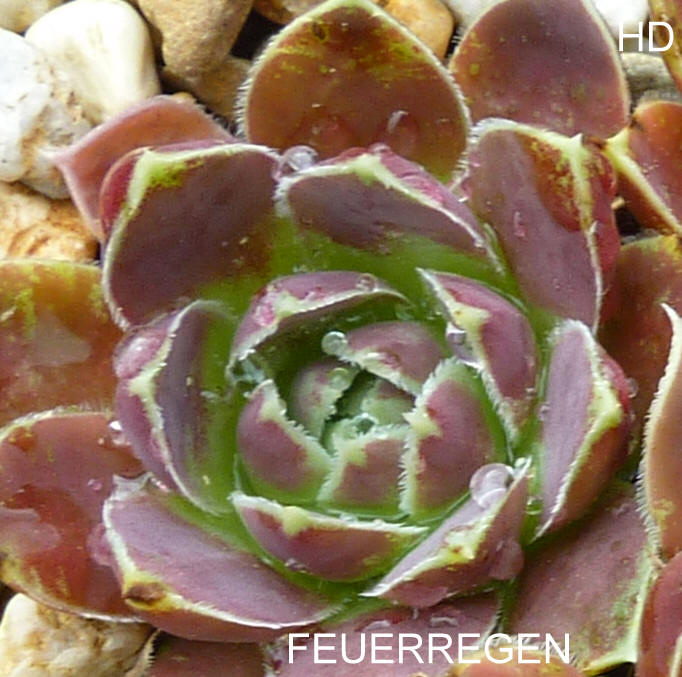 Feuerregen / Jovi