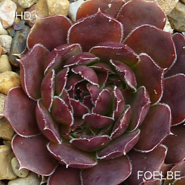 Foelbe / Jovi
