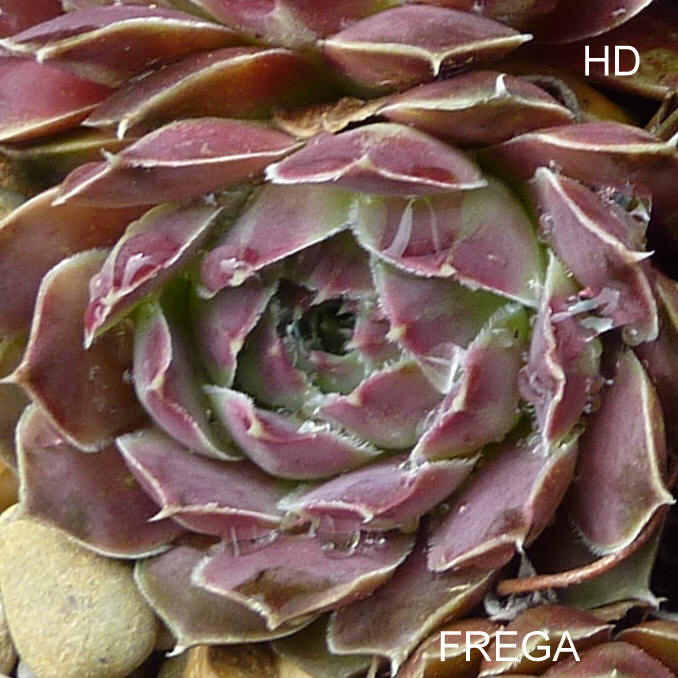 Frega / Jovi