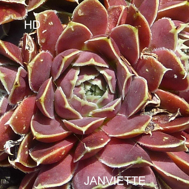 Janviette / Jovi