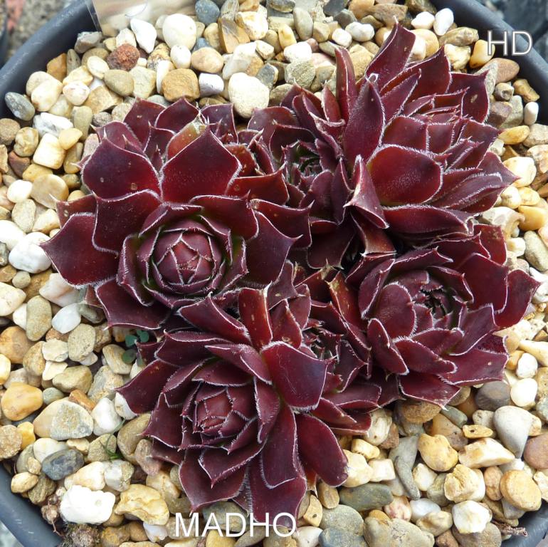 Madho / Jovi