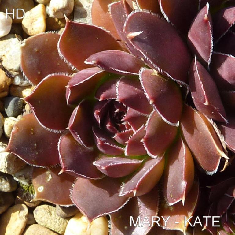 Mary-Kate / Jovi