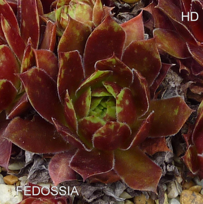 Fedossia
