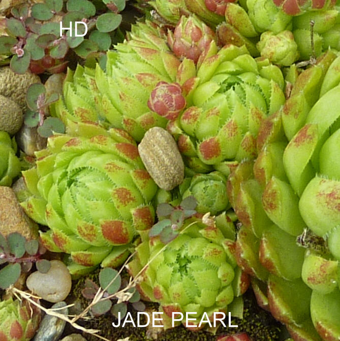 Jade Pearl / Jovi