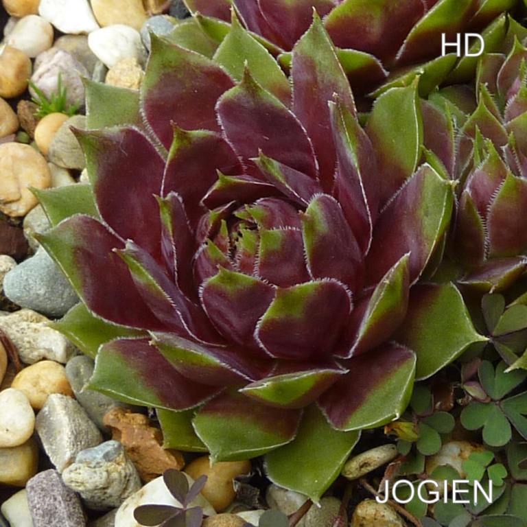Jogien