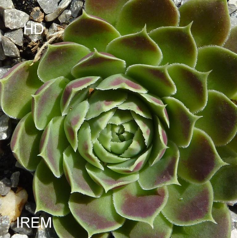Irem / Jovi