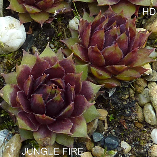 Jungle Fire