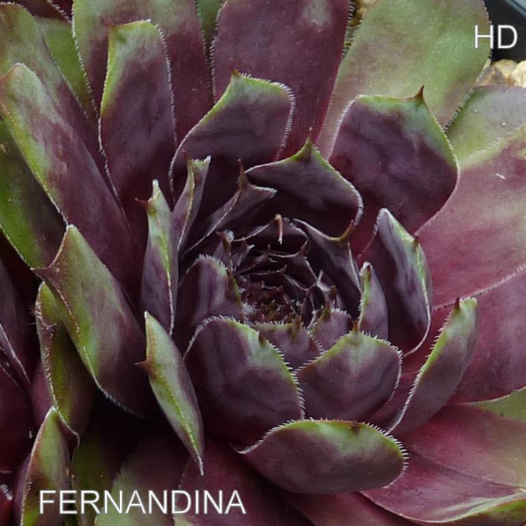 Fernandina