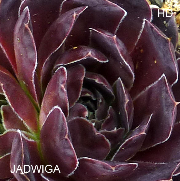 Jadwiga / Jovi