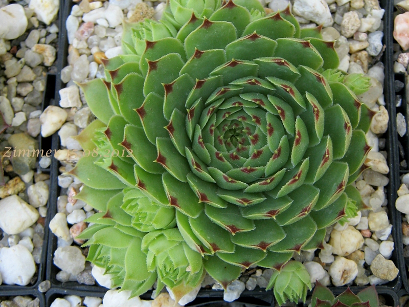 Flinta