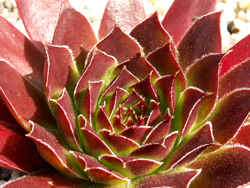 Hortensia / Jovi