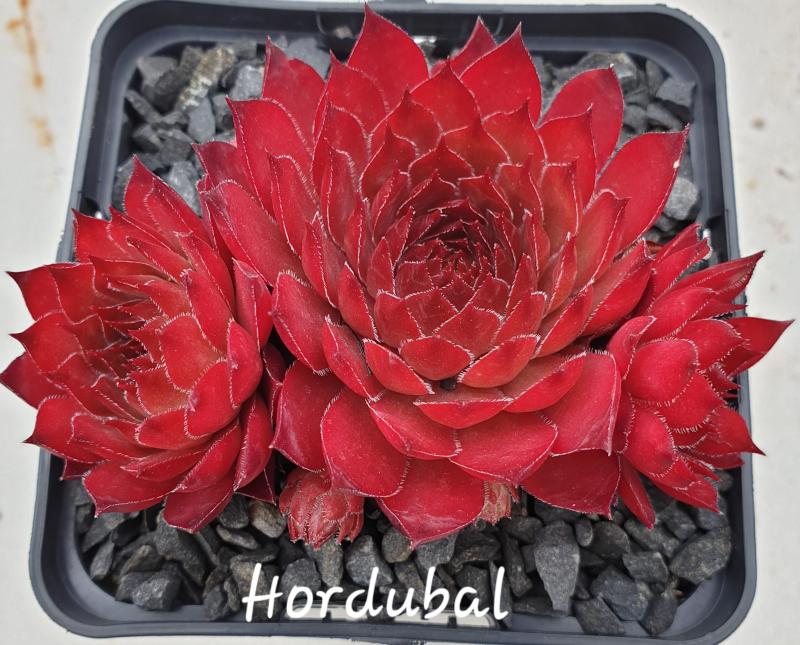 Hordubal
