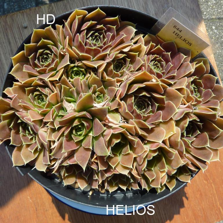 Helios / Jovi