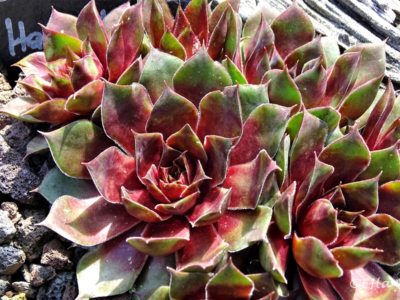 Harlequin Rouge