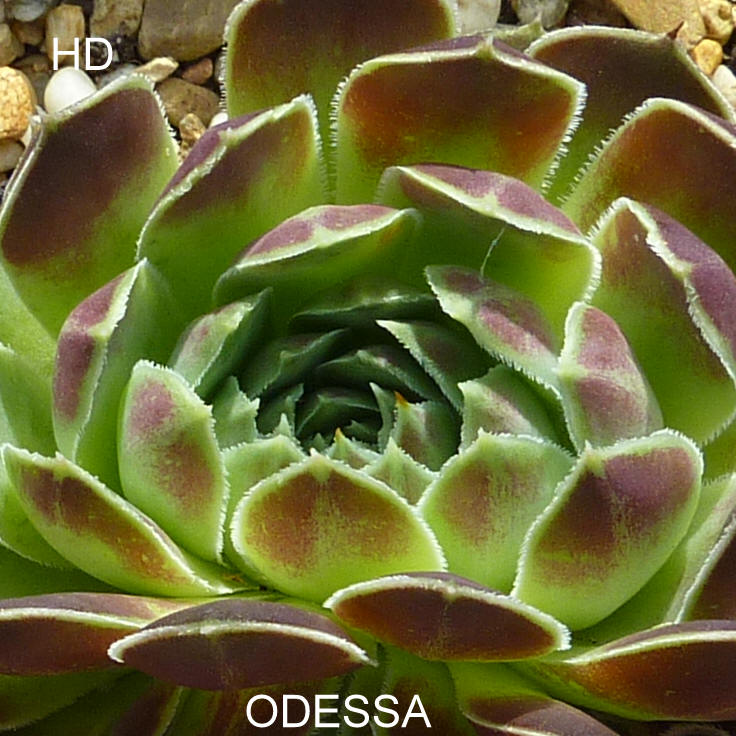 Odessa / Jovi