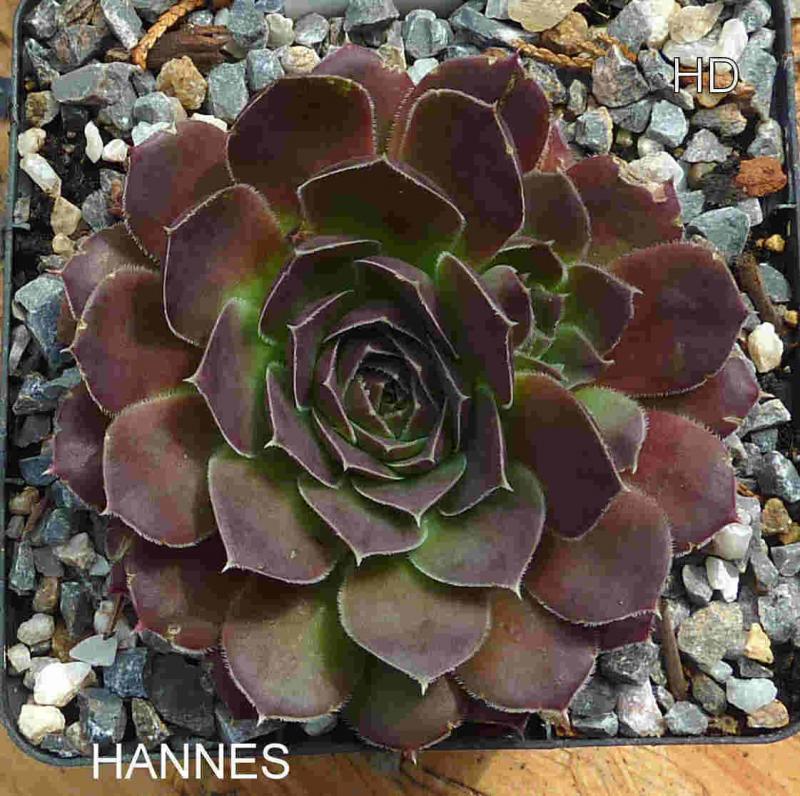 Hannes / Jovi