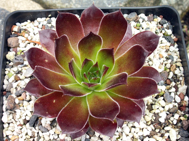 Hortensia / Jovi